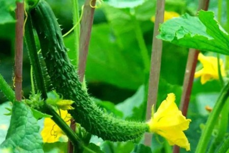 黃瓜開(kāi)花期用什么肥料好？